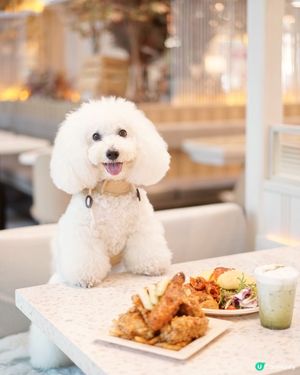 太古城狗狗友善餐廳 炸雞蛋包飯😋 帶埋毛孩去開餐 🐶