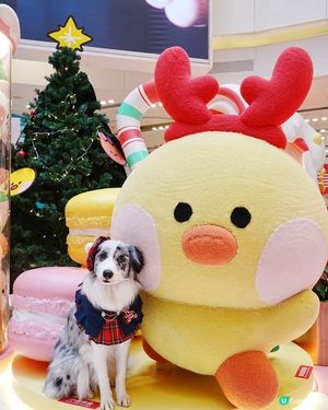 聖誕萌爆登場！糖果樂園打卡📸！