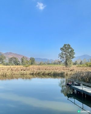 親子郊遊｜南生圍｜橫水渡🛶 蘆葦草叢🌾 赤桉樹步道🌳 大草地🌱 婚紗橋📸 炭燒豆腐花😋