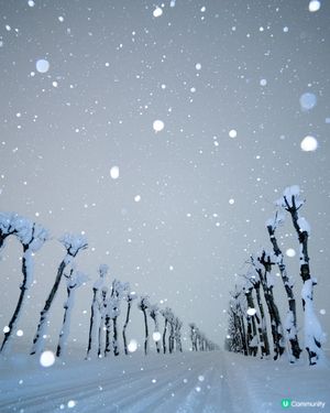 新潟雪景❄️稻架木の冬日系美景📸！