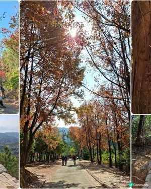 【大欖隧道轉車站至掃管笏郊遊悠】🍁🍁大棠楓香林🍁🍁千