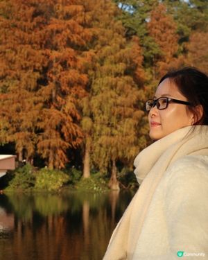 深圳打卡｜仙湖落羽松🍂靚爆🩵