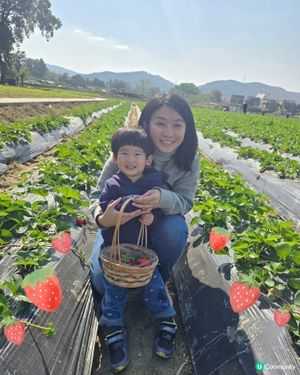 假日摘士多啤梨餵羊羊🍓☀️好開心呀！