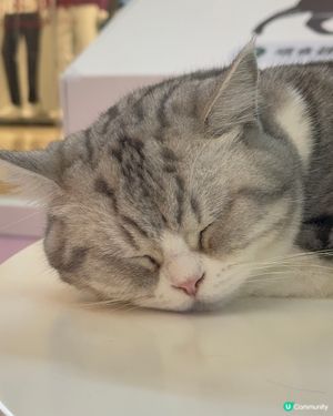 ｢幾十隻貓貓超乖超親人🥹乾淨無異味｣