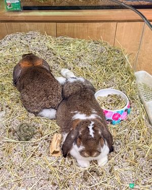 本地遊｜打開我對異寵的新世界🦎