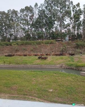 難得一見的田園風光🐂🐂🐂🐂🐂🐂🐂🐂🐂🐂