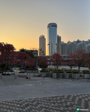 花開富貴過新年😛🌸🌸🌸