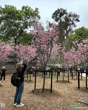 香港好去處 | 天水圍公園 | 賞櫻賞梅