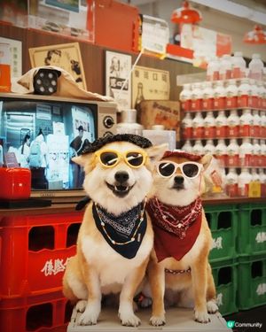 油麻地復古惠康！