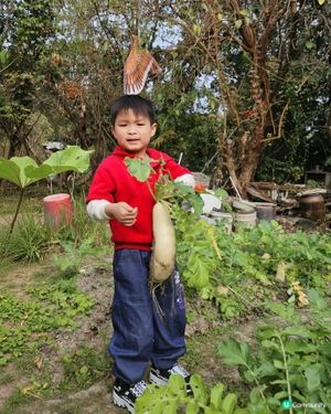 開心圍村蘿蔔糕！🥕🔥