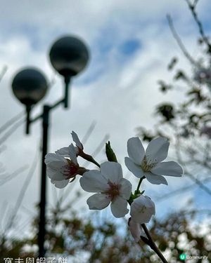 香港好去處 | 城門河畔賞櫻