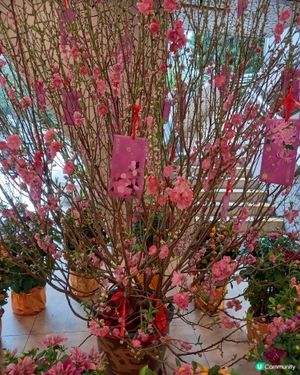 22-2-2026 桃花開 開燦爛