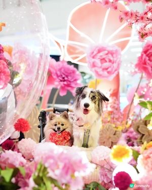 新春花花庭園佈置