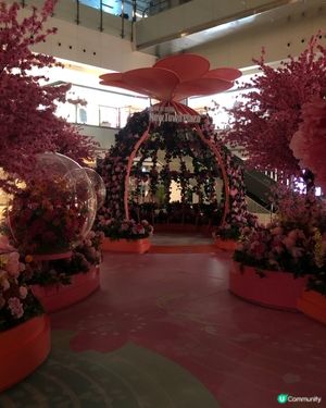 元宵花開結緣💖📸