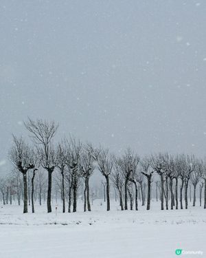冬日雪國🌿❄️  