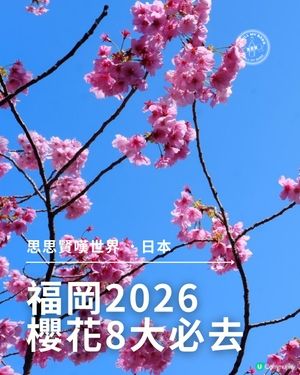 福岡櫻花8景！🌺滿開追粉！
