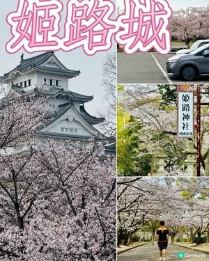 姬路城賞櫻，令人療癒的夢幻櫻花盛宴！🌸