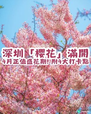 深圳「櫻花」滿開🌸4月正值盛花期！附4大打卡點地址