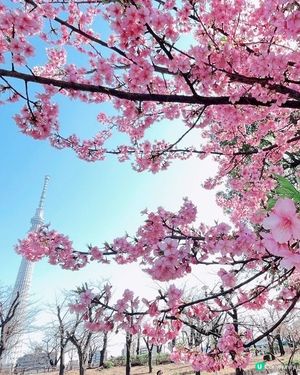 賞櫻漫步賞到晴空塔！🌸✨睇櫻花季節