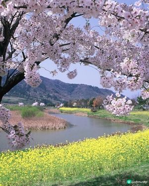 粉櫻油菜花 一石二鳥之賞花之旅！😍🌸🌼