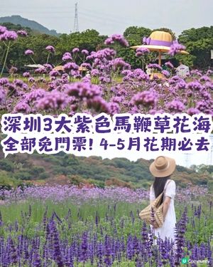 深圳3大紫色馬鞭草花海💜4-5月花期必去