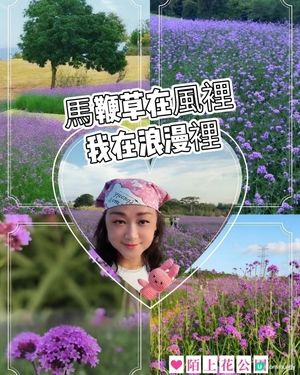 🪻我愛花花之紫色夢幻登場！ 💜 陌上花海浪漫之旅 💟