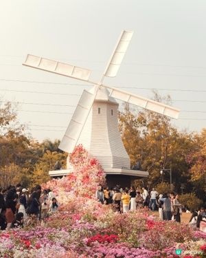 🌷深圳南山･荷蘭花卉小鎮|免費入場!風車+花海+歐式建築,影...