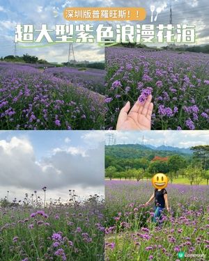 「深圳版普羅旺斯｜超大型浪漫紫色花海」 📸✨
