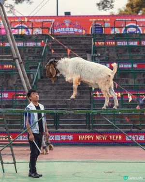 🎪深圳觀瀾湖･大漠猜想馬戲團|沙漠主題特技+搞笑小丑,門票$...