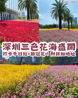 深圳三色花海盛開💐打卡千日紅+雞冠花！附詳細地址