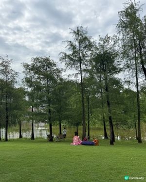 深圳親子好去處🧑‍🧑‍🧒‍🧒香蜜湖公園🛝秋天限定落羽松絕景😍