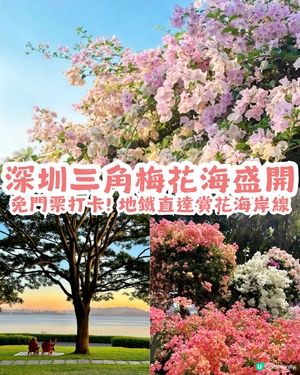 深圳三角梅花海盛開🌸免門票! 地鐵直達賞花海岸線