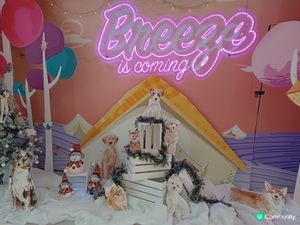 狗狗也camping 🏕️