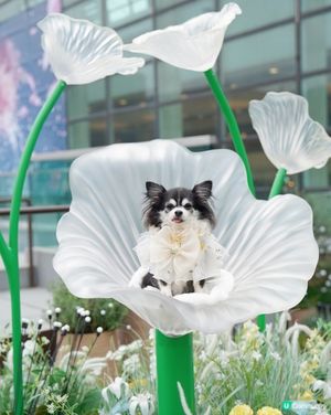 🌼置身於小花園🌼