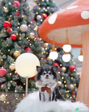 🧚Pucky聖誕奇幻森林✨🎄