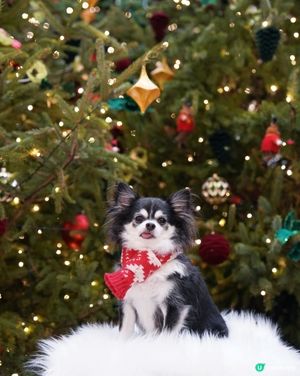 今年影咗第幾棵聖誕樹呢☆*:.｡. o(≧▽≦)o .｡.: