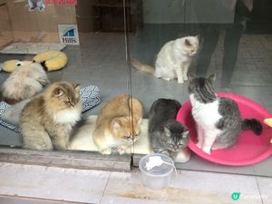 貓捕鼠   超萌