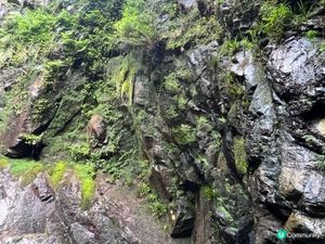 幽谷的環境能給人一種森林氧吧的舒適感受｡ 