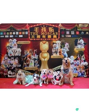 全港首個毛孩櫻花飄飄活動