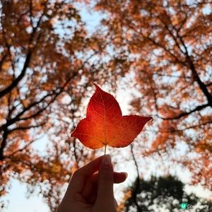 大棠楓葉林紅葉盛放🍁