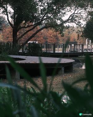 濕 地 公 園 ≣ 散 策 落 羽 松 𖡘𖤣𖤣𖤣