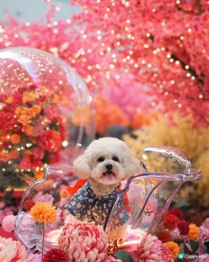 沙田新年靚靚打卡