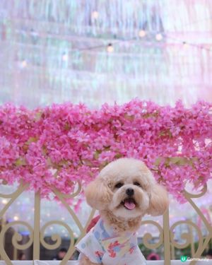 新年諗唔到去邊？不如去荃灣廣場騎馬溜冰囉🎠⛸️