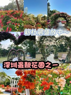簕杜鵑花圃日記｜蓮花山公園的靜美時光