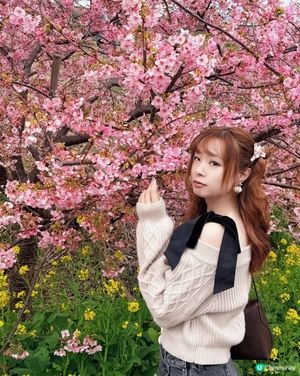 2月的河津櫻！櫻花祭 + 沿河散步