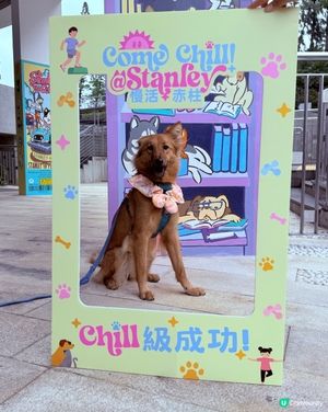 赤柱慢活好 chill 🐶💨