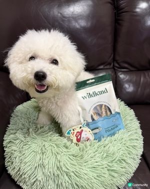寵物展掃貨攻略！🐶🦖🦟