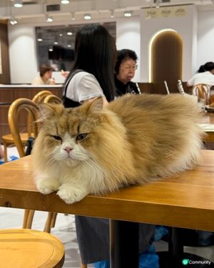 貓貓 Urban Cafe