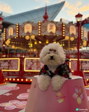 同媽媽第1次去西沙玩(,,>᎑<,,)
地方舒適,全程可以落