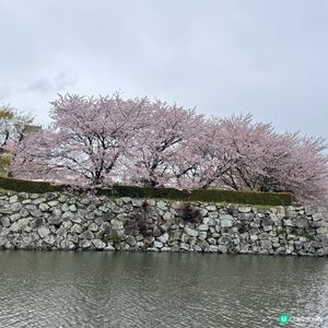 姬路城，滿滿櫻花